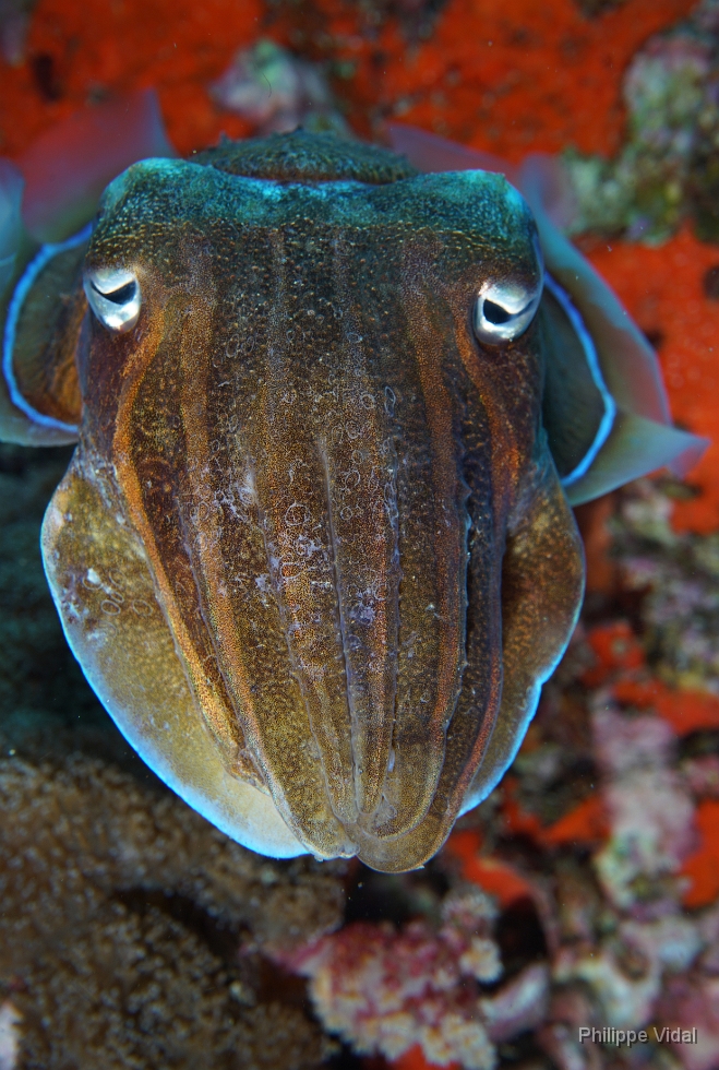 Birmanie - Mergui - 2018 - DSC03215 - Broadclub cuttlefish - Seiche - Sepia latimanus.jpg